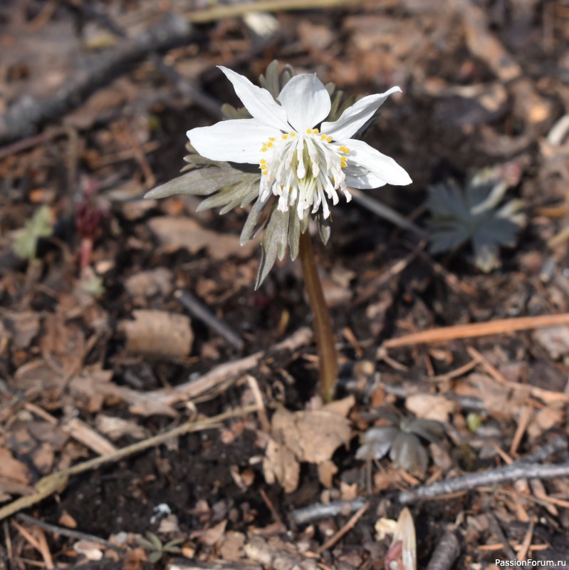Тигра бояться - в лес не ходить, или вышитая "Сиеста"
