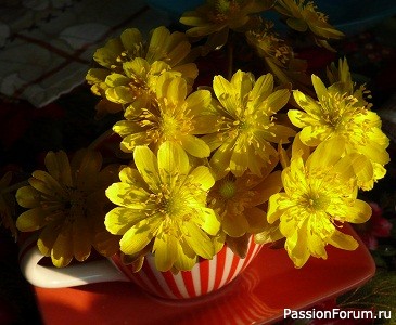 Морозник от Hashimoto Fujico. Вышивка крестом. Схема