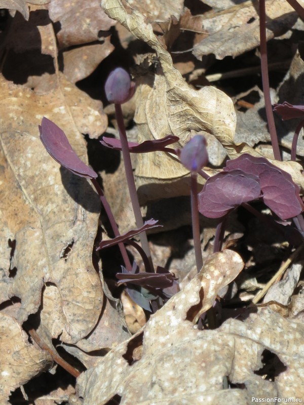 Вот такой апрель: диван, плед...