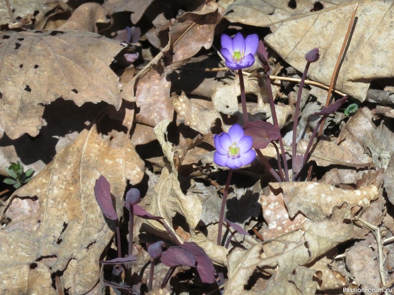 Вот такой апрель: диван, плед...