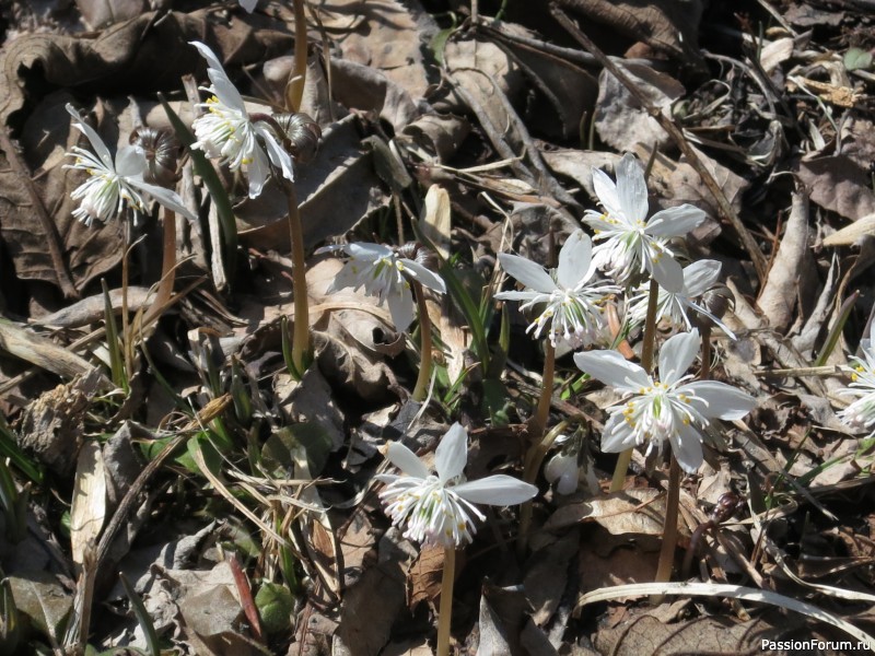 Тигра бояться - в лес не ходить, или вышитая "Сиеста"