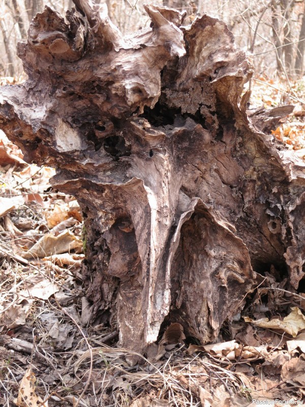 Тигра бояться - в лес не ходить, или вышитая "Сиеста"