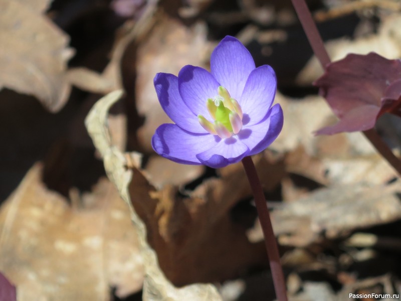 Вот такой апрель: диван, плед...
