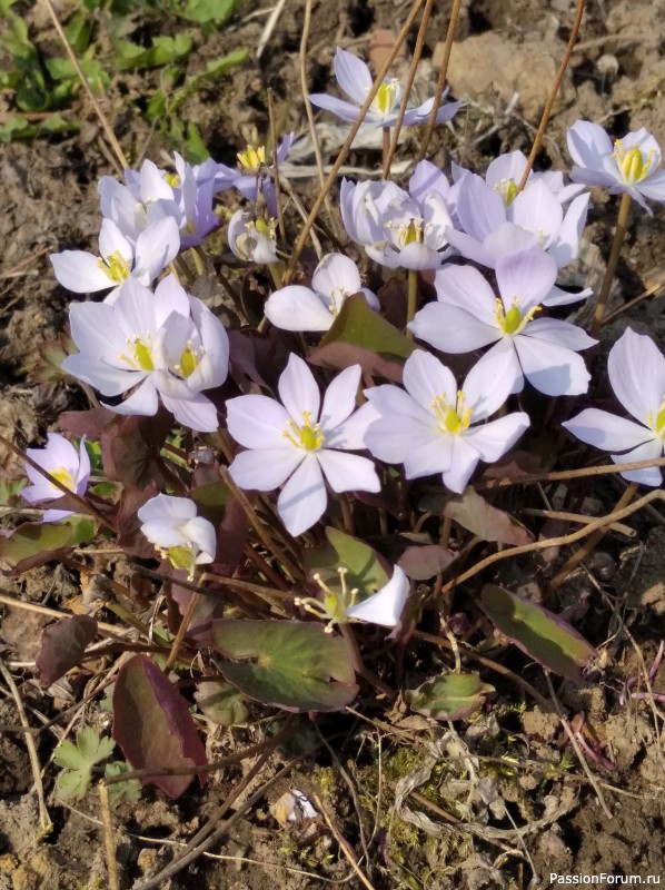 Вот такой апрель: диван, плед...