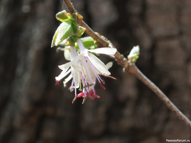 Вот такой апрель: диван, плед...