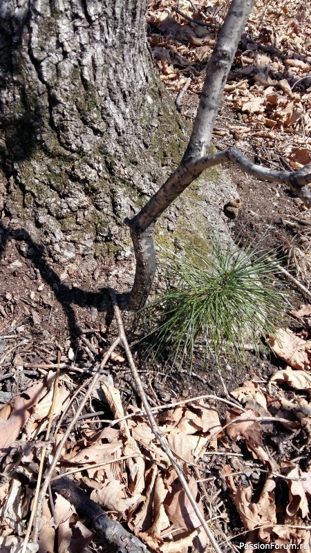 Тигра бояться - в лес не ходить, или вышитая "Сиеста"