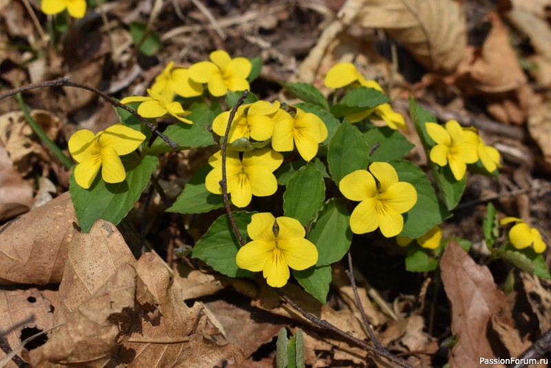 Вот такой апрель: диван, плед...