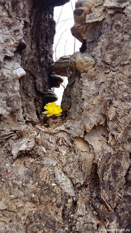 Тигра бояться - в лес не ходить, или вышитая "Сиеста"