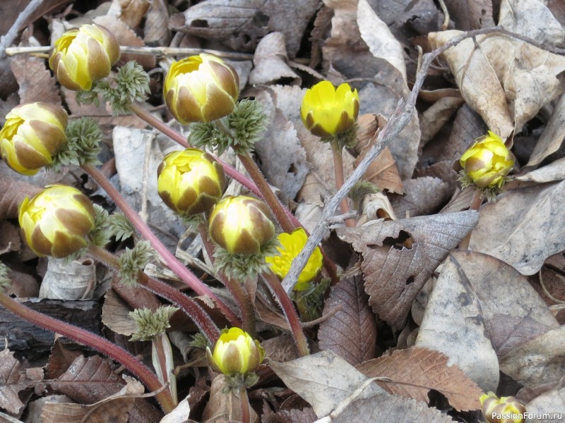 Тигра бояться - в лес не ходить, или вышитая "Сиеста"
