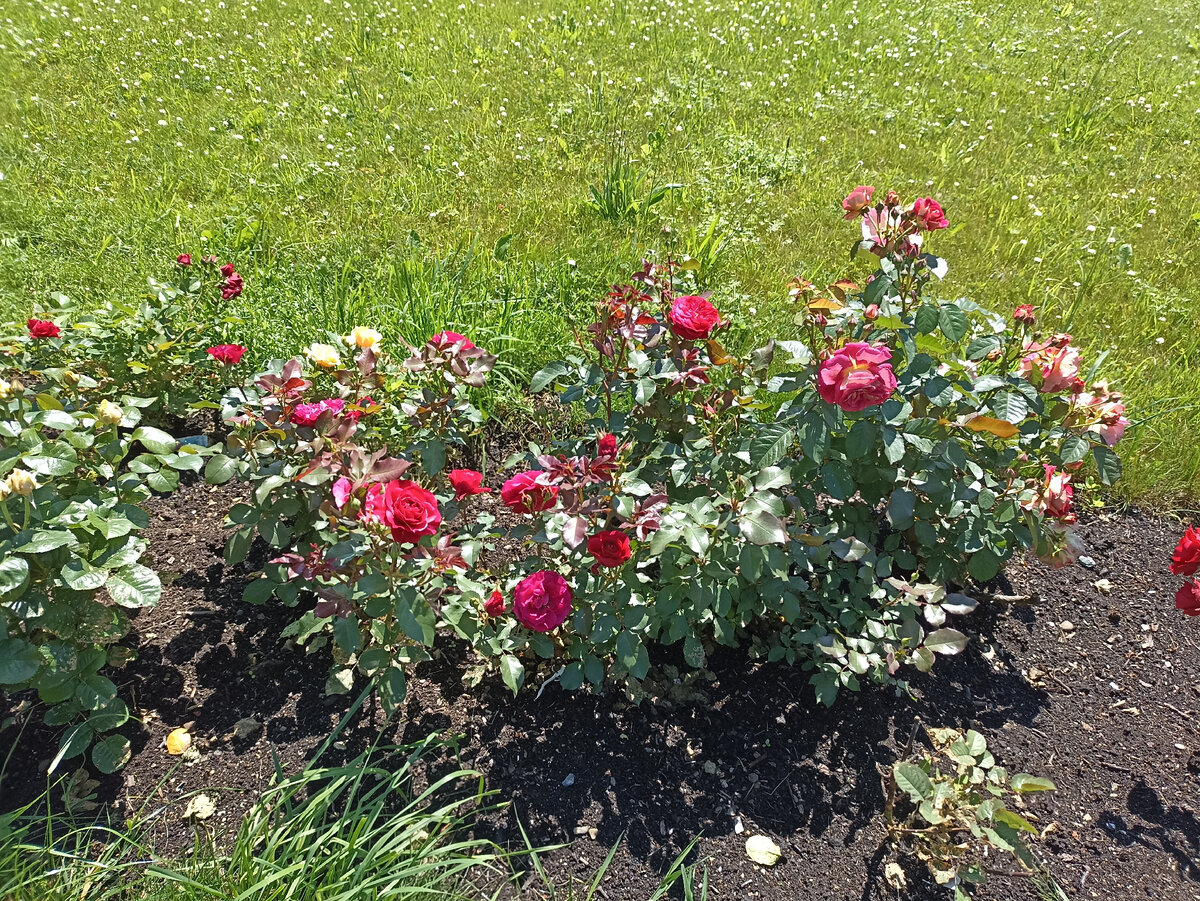 20 июня 2018 года в городе Южно-Сахалинск появился розовый сад российско-японской дружбы Мне тяжело посещать это красивое место, потому что посыл создания этого милого и уютного сада в японском стиле-6