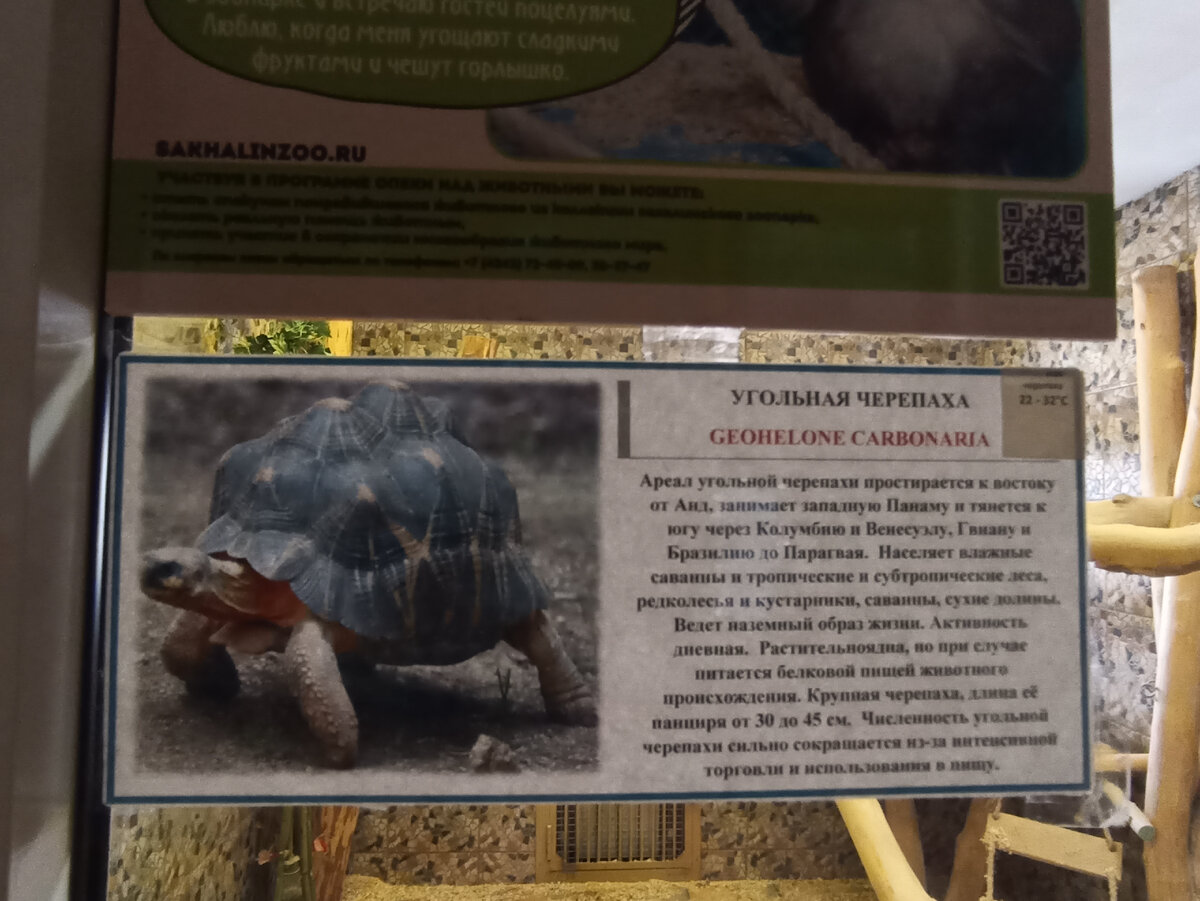 Доброго времени суток подписчикам и гостям моего канала. Сегодня подытожу серию видео-репортажей с моей увлекательной прогулки в зоопарке города Южно-Сахалинск.-63