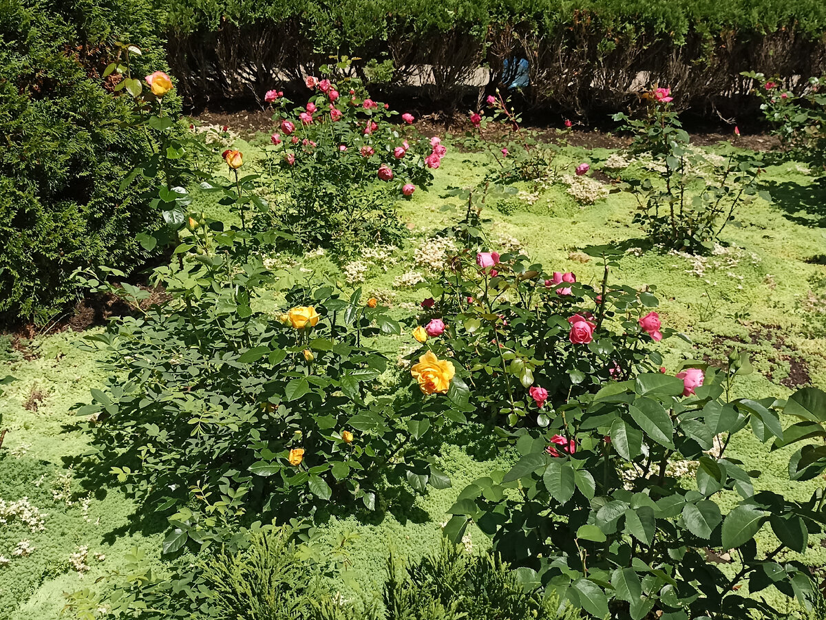 Доброе субботнее утро! Поделюсь фотографиями роз, сделанными неделю назад, когда гуляла около Южносахалинского краеведческого музея.-10