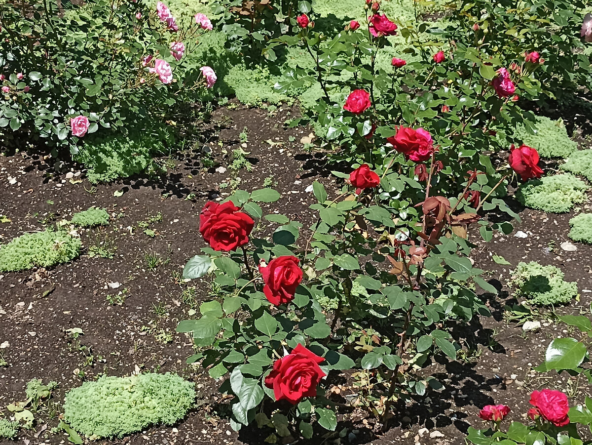 Доброе субботнее утро! Поделюсь фотографиями роз, сделанными неделю назад, когда гуляла около Южносахалинского краеведческого музея.-7