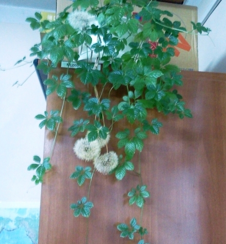 Мои комнатные цветы. Часть 3.