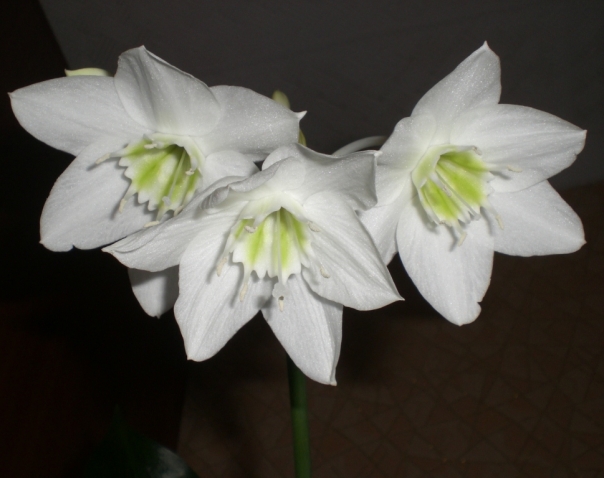 Мои комнатные цветы. Часть 3.