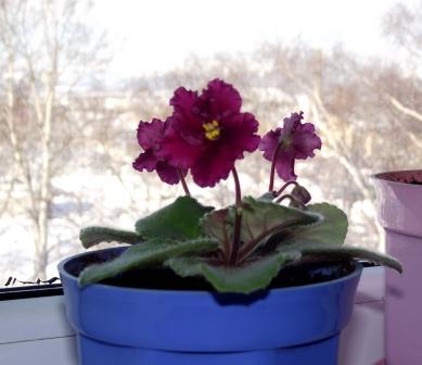 Мои комнатные цветы. Часть 3.