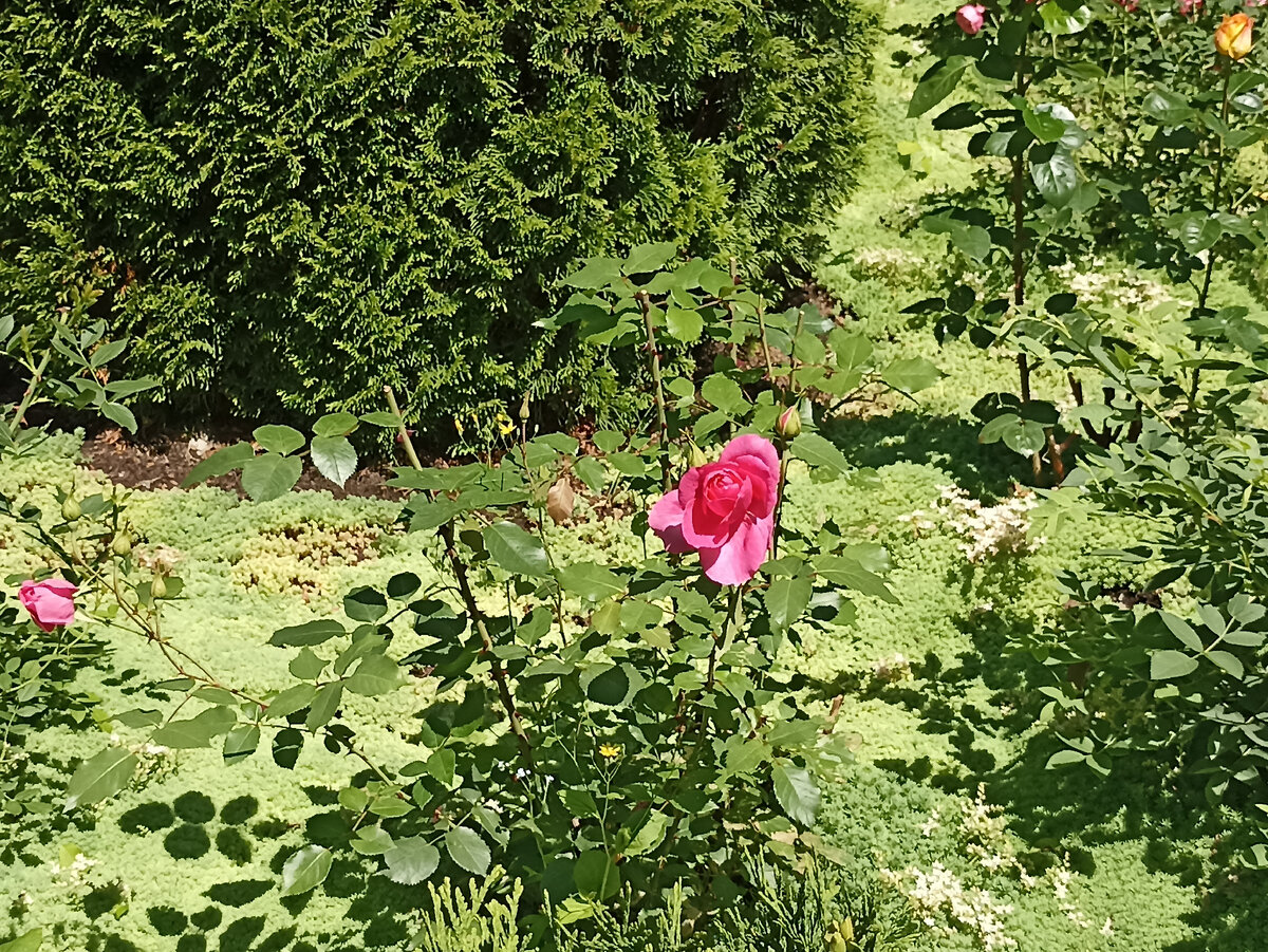 Доброе субботнее утро! Поделюсь фотографиями роз, сделанными неделю назад, когда гуляла около Южносахалинского краеведческого музея.-9