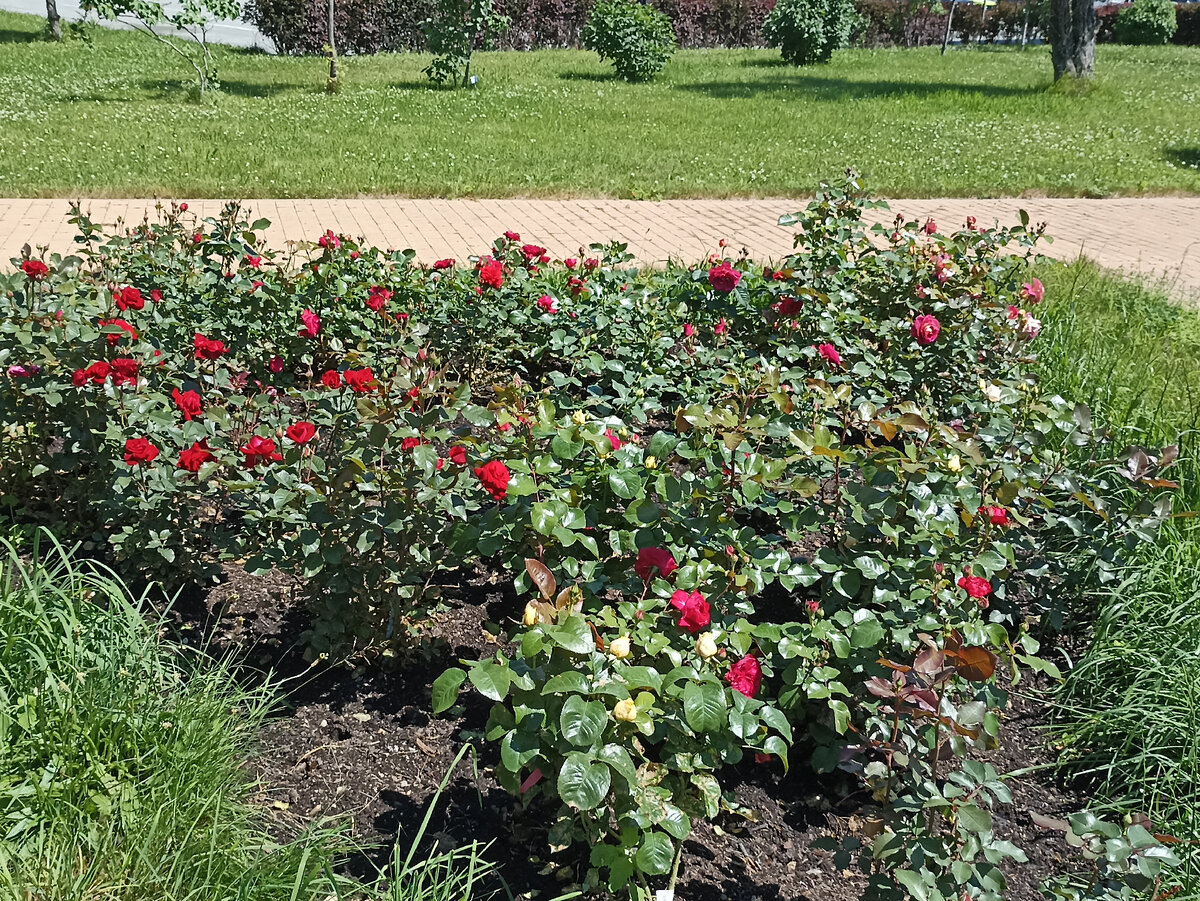 20 июня 2018 года в городе Южно-Сахалинск появился розовый сад российско-японской дружбы Мне тяжело посещать это красивое место, потому что посыл создания этого милого и уютного сада в японском стиле-13