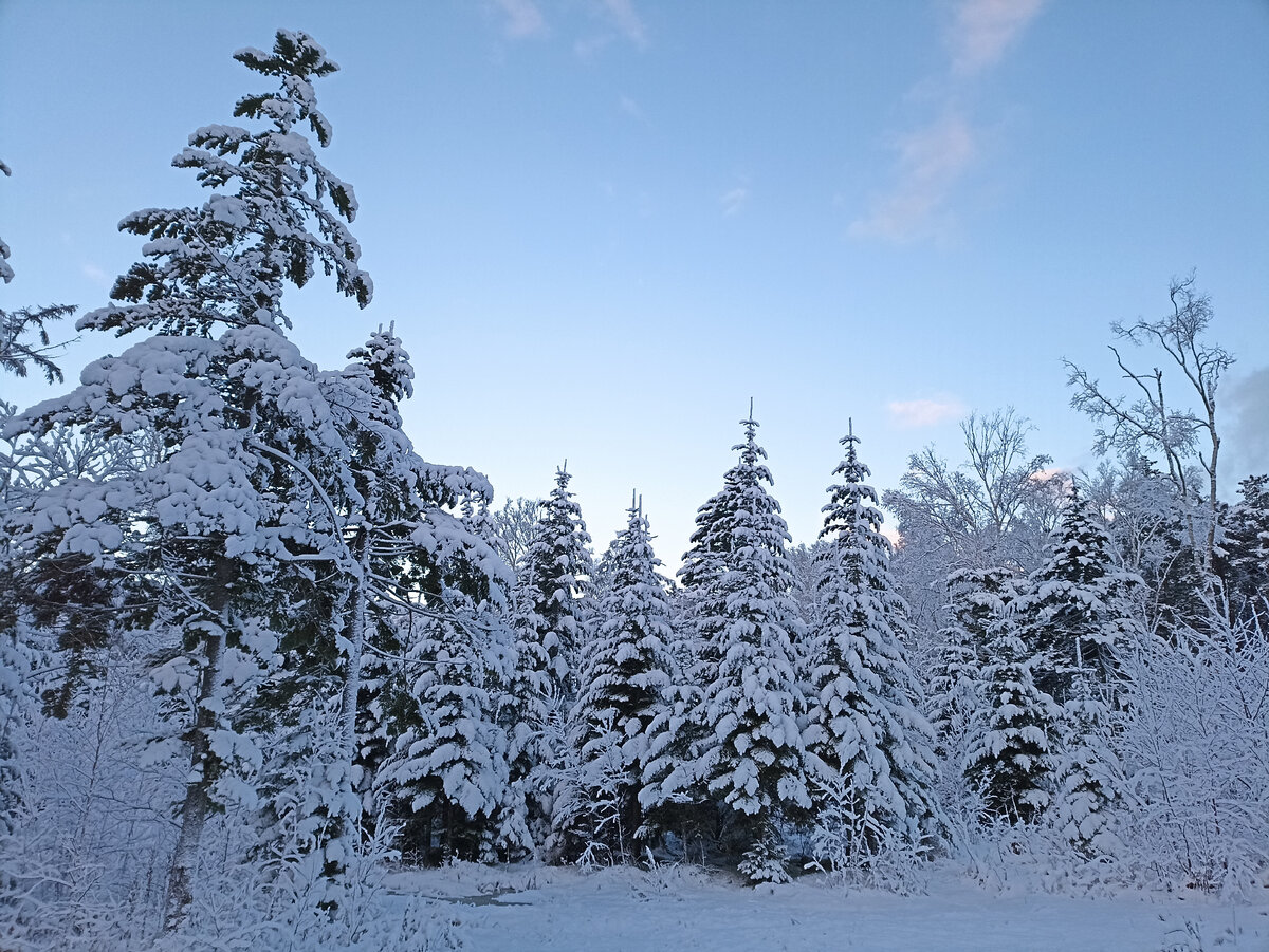 Зимний лес. Фото автора.