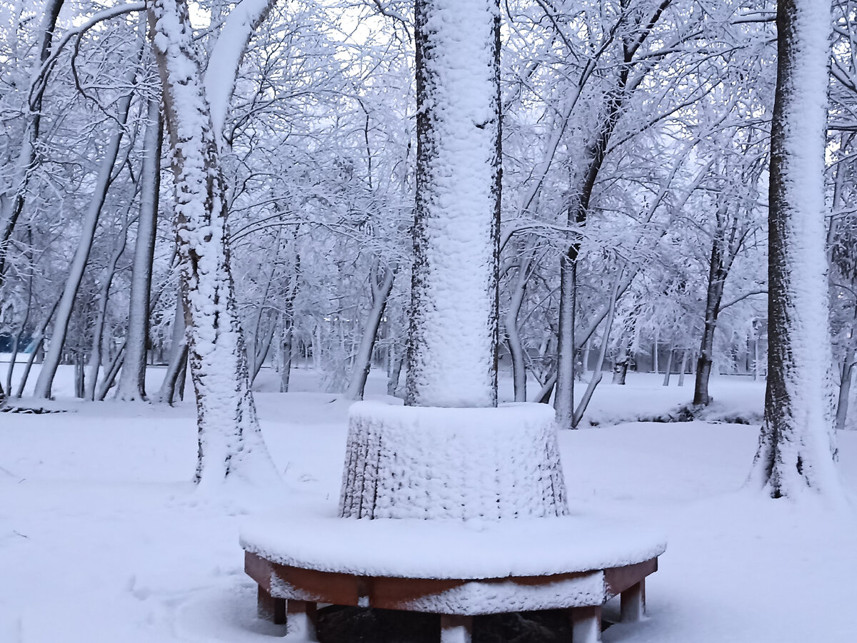 Скамейка под деревом. Фото автора.