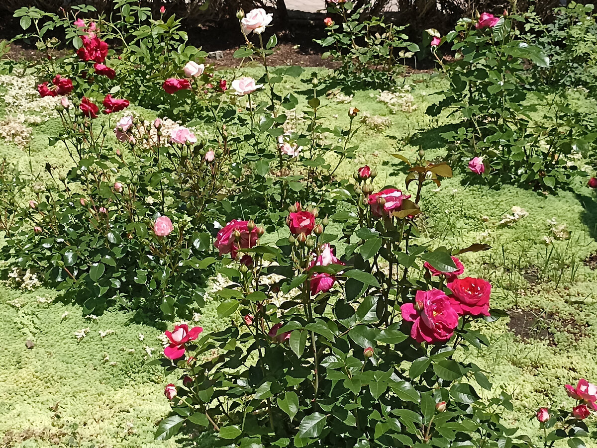 Доброе субботнее утро! Поделюсь фотографиями роз, сделанными неделю назад, когда гуляла около Южносахалинского краеведческого музея.-8