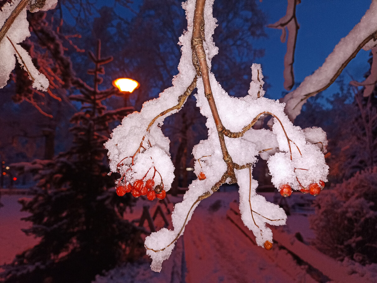 Гроздь рябины в снегу. Фото автора.