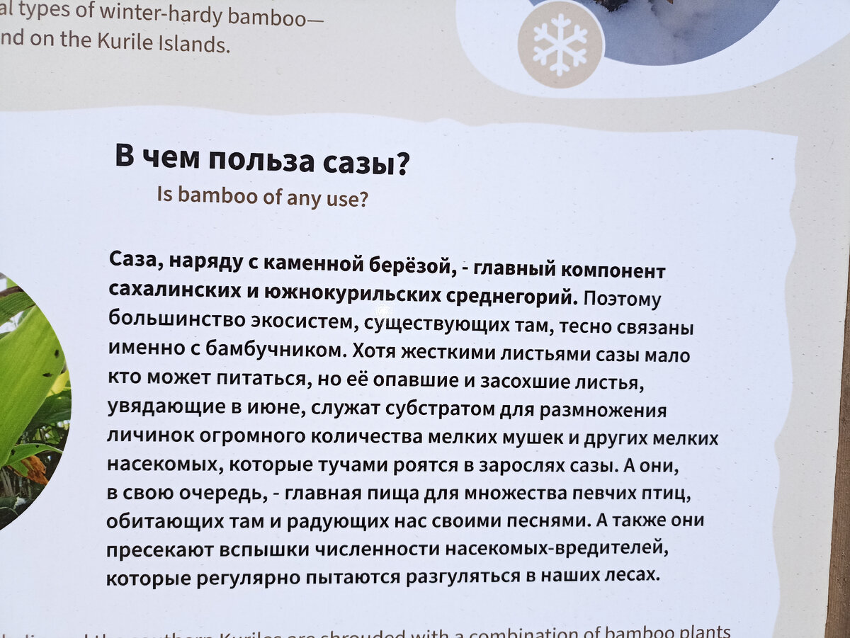 Ботанический сад в Южно-Сахалинске. 12 мая