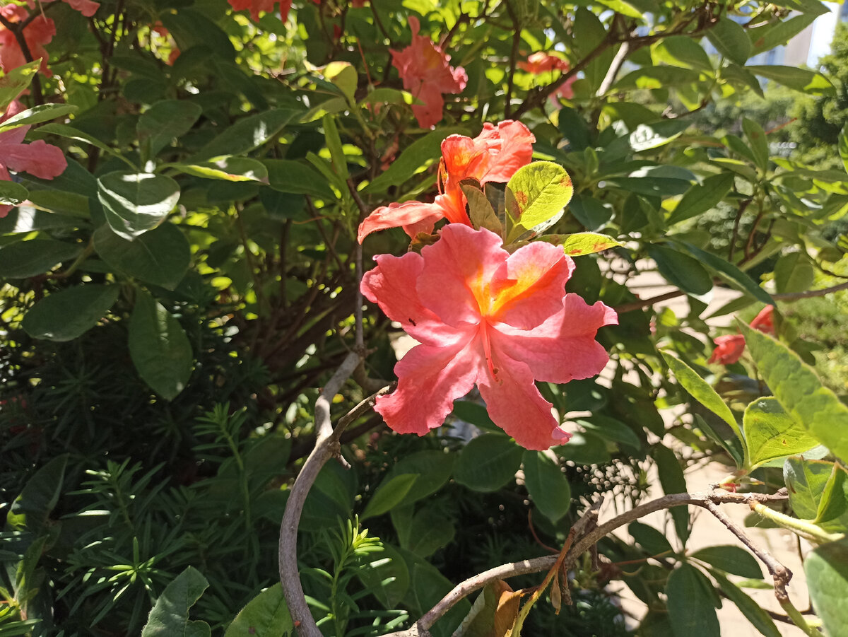 Доброе субботнее утро! Поделюсь фотографиями роз, сделанными неделю назад, когда гуляла около Южносахалинского краеведческого музея.-19