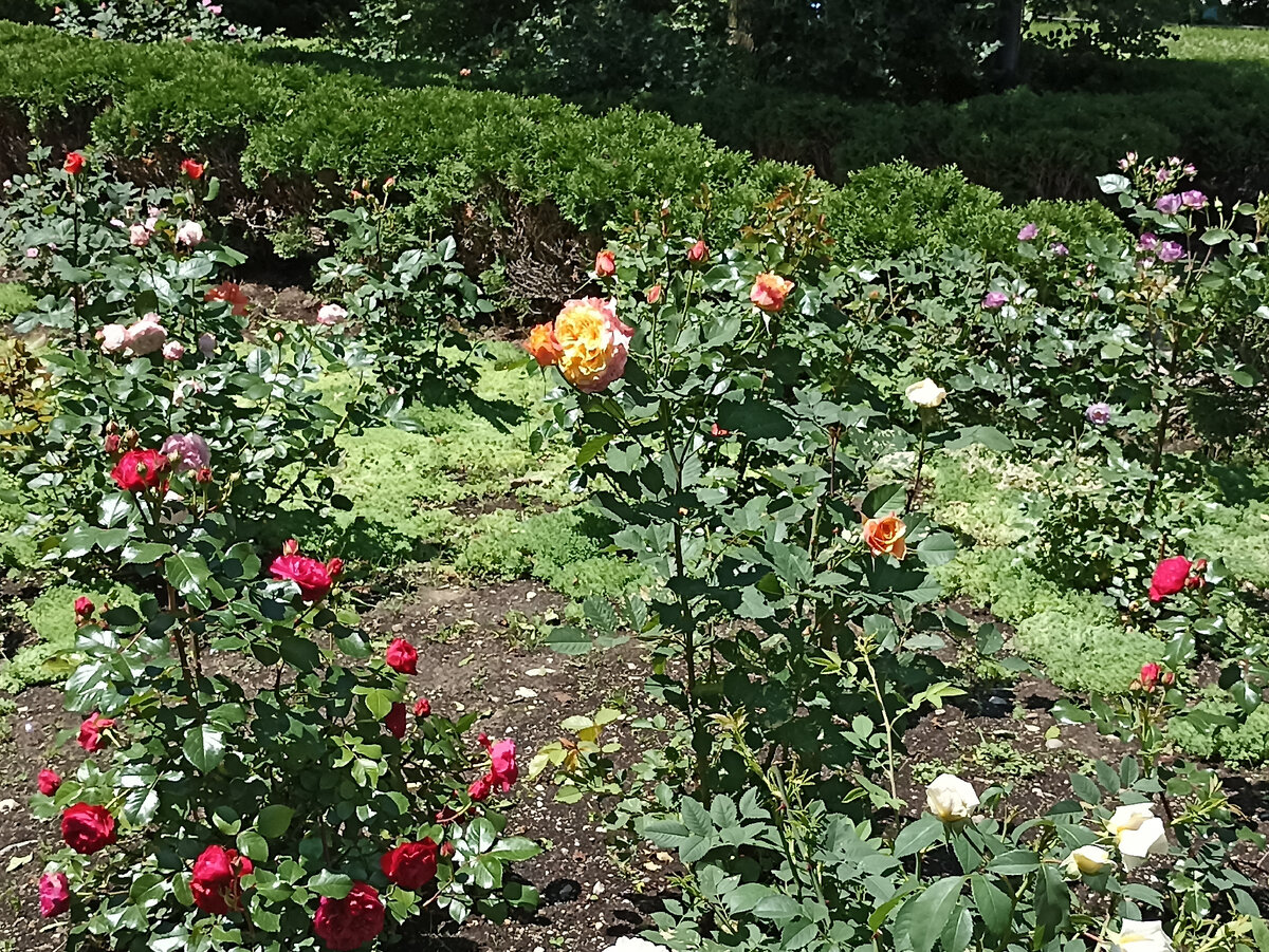 Доброе субботнее утро! Поделюсь фотографиями роз, сделанными неделю назад, когда гуляла около Южносахалинского краеведческого музея.-5