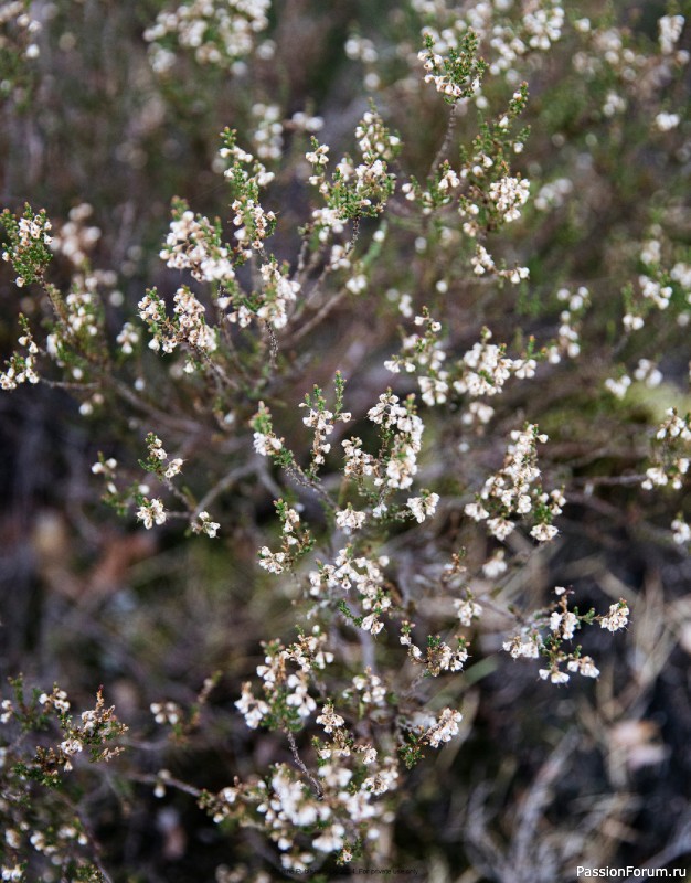 Вязаные проекты в журнале &laquo;Laine Nordic Knits 2024&raquo;