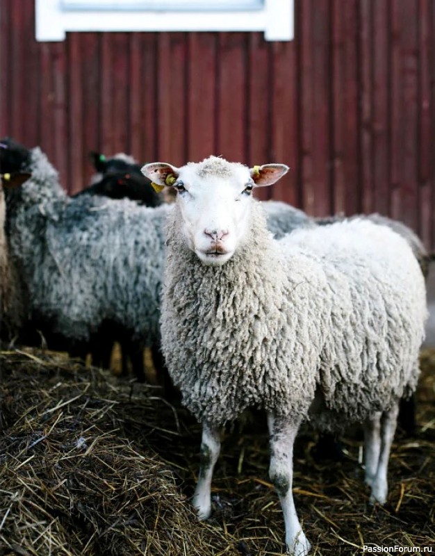 Вязаные проекты в журнале &laquo;Laine Magazine №1 2016 Autumn/Winter&raquo;.