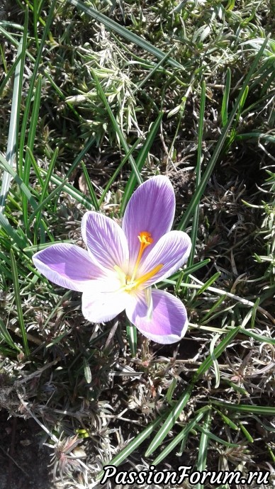Весна в Крыму.