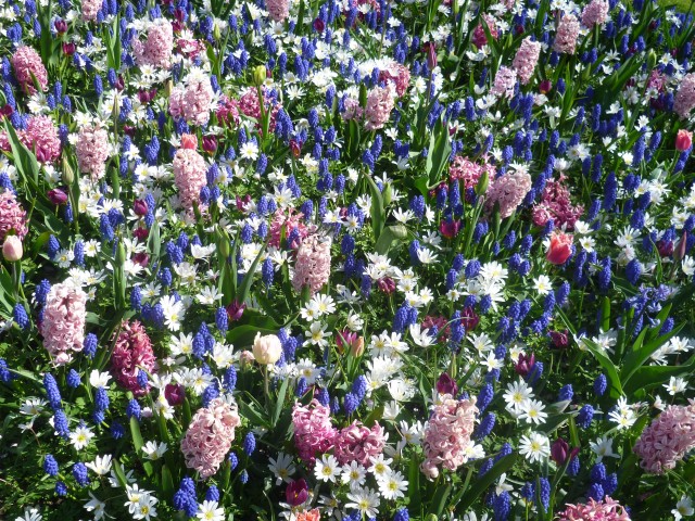 Парк тюльпанов под Амстердамом