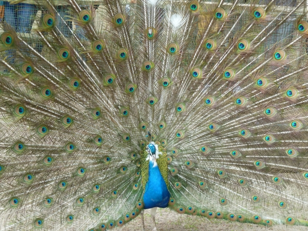 Цветы Голландии