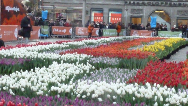 Цветы Голландии. (первые фото этого года)