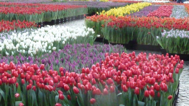 Цветы Голландии. (первые фото этого года)