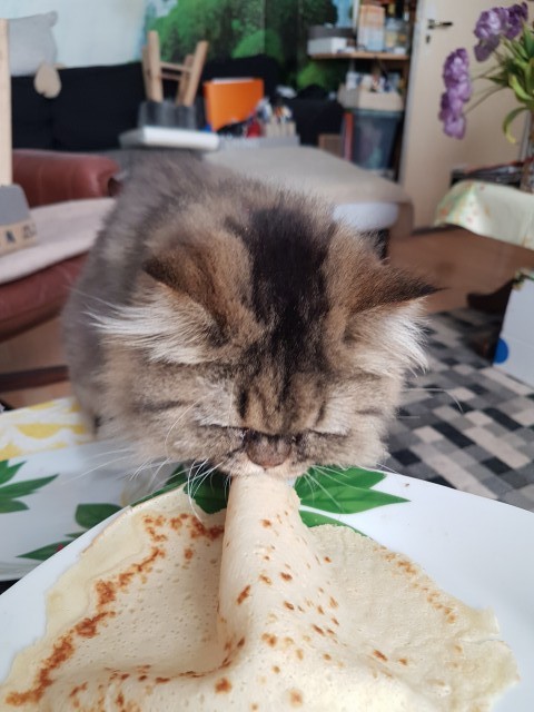 Кота заводят, чтобы