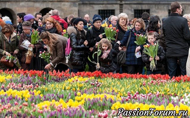 Если и вам захочется порадовать глаз ярким событием - welcome на Национальный день тюльпанов 21 января 2017 года! Тем же, кому нестерпимо захочется унести с собой заветный букетик, придется набраться терпения. Посмотреть на открытие тюльпанового сезона собирается несколько тысяч человек, а это значит, что прежде чем получится добраться до цветов, придется отстоять длинную очередь. Ну, нашим-то людям не привыкать Если и вам захочется порадовать глаз ярким событием - welcome на Национальный день тюльпанов 21 января 2017 года! Тем же, кому нестерпимо захочется унести с собой заветный букетик, придется набраться терпения. Посмотреть на открытие тюльпанового сезона собирается несколько тысяч человек, а это значит, что прежде чем получится добраться до цветов, придется отстоять длинную очередь. Ну, нашим-то людям не привыкать