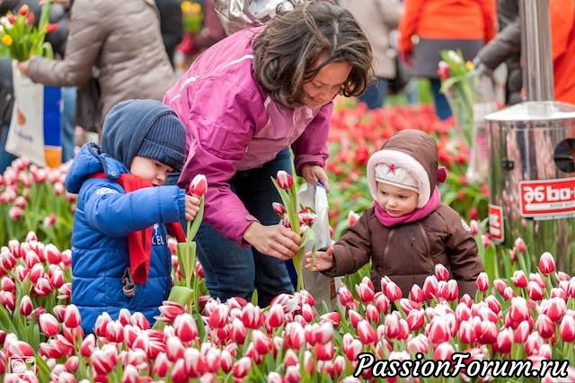 ДЕНЬ ТЮЛЬПАНОВ В АМСТЕРДАМЕ