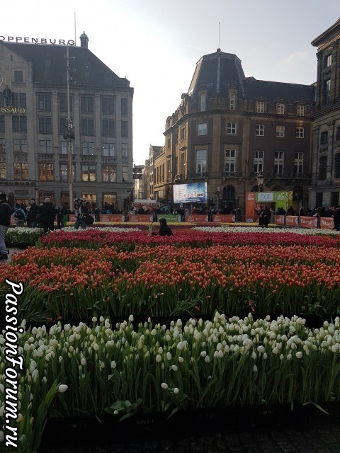 День Тюльпанов в Амстердаме (фото отчёт)