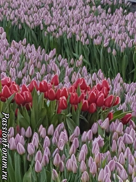 День Тюльпанов в Амстердаме (фото отчёт)