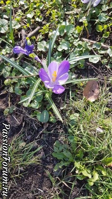 Весна в Голландии!!!