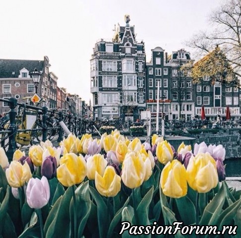 Фестиваль тюльпанов в Амстердаме