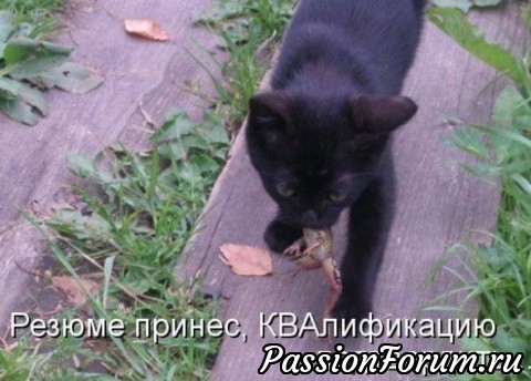 Котейки рулят))