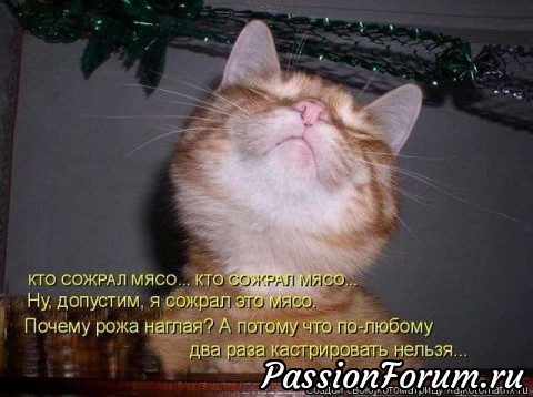 Котейки рулят))