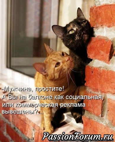 Котейки рулят))