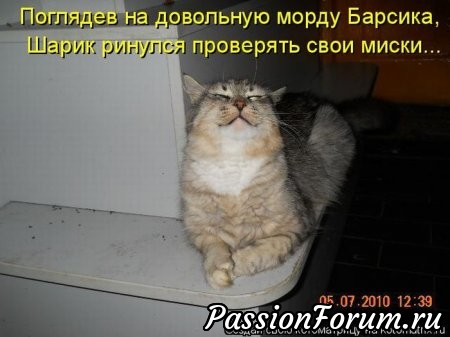 Котейки рулят))