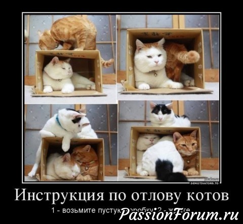 Котейки рулят))