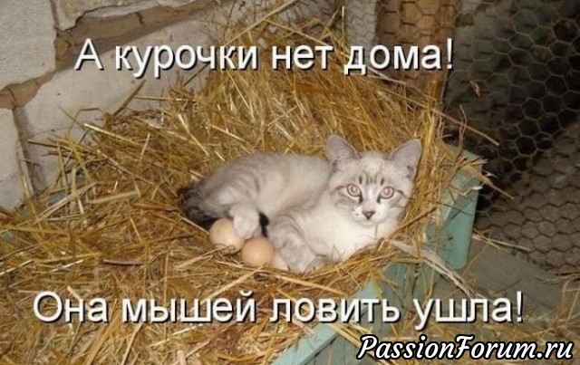 Котейки рулят))