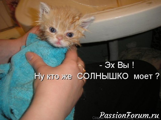 Котейки рулят))